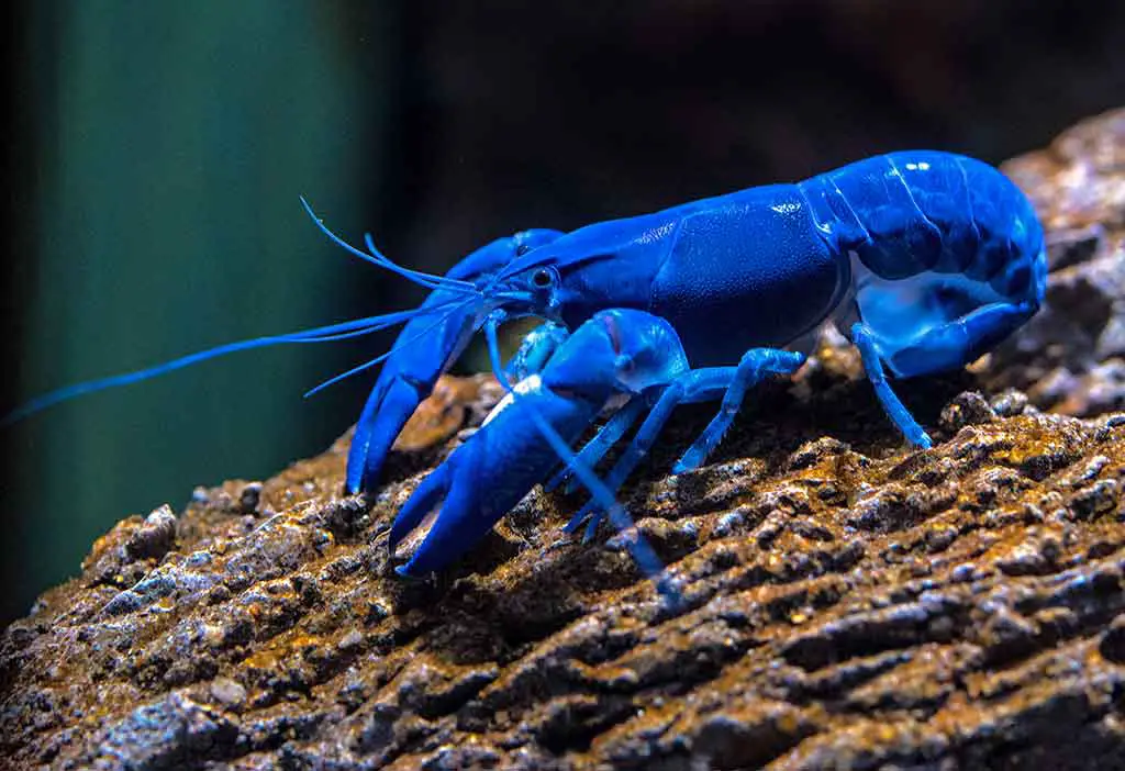 Tiere in Australien Tiere Yabbie