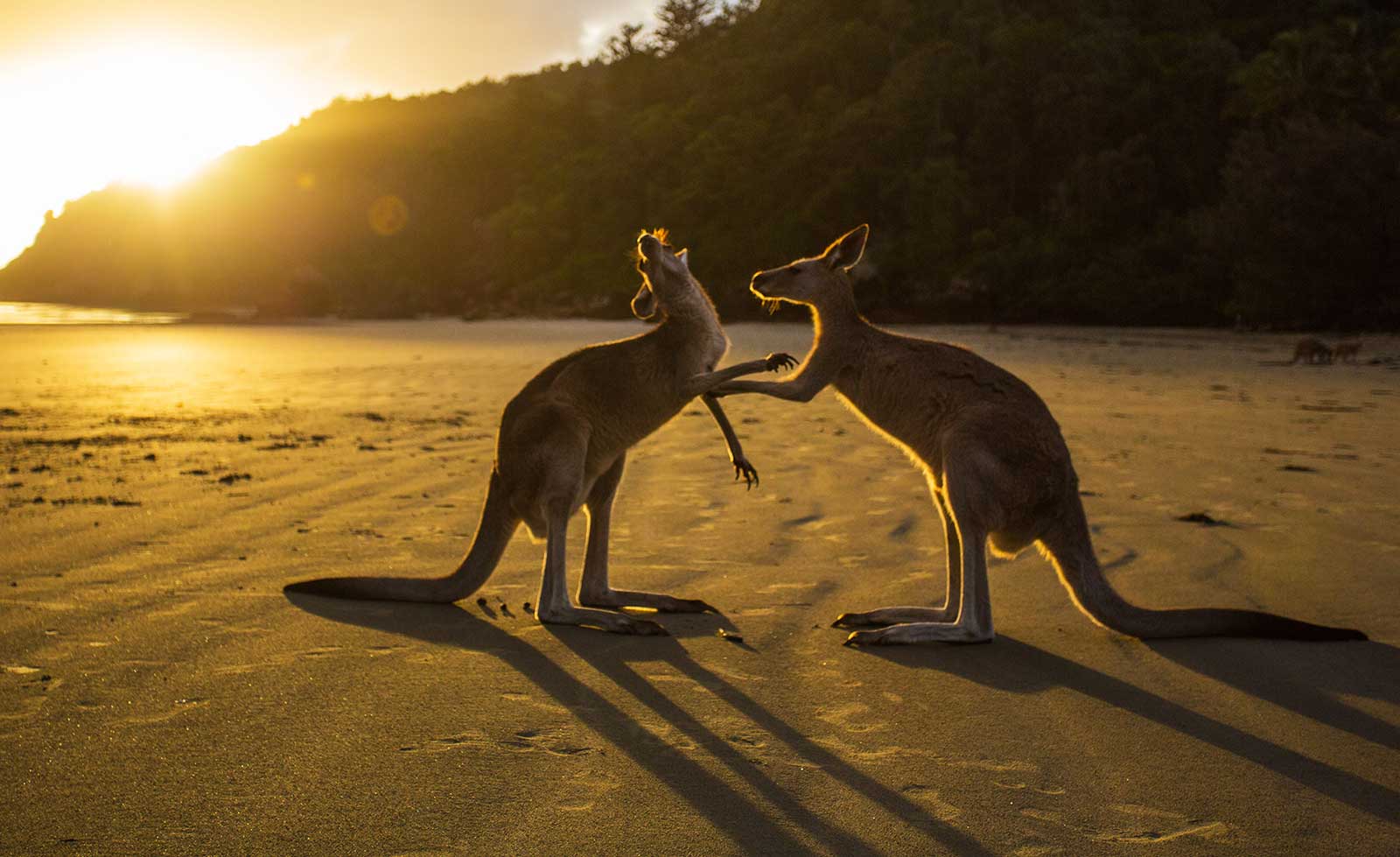Australien Tiere in Australien