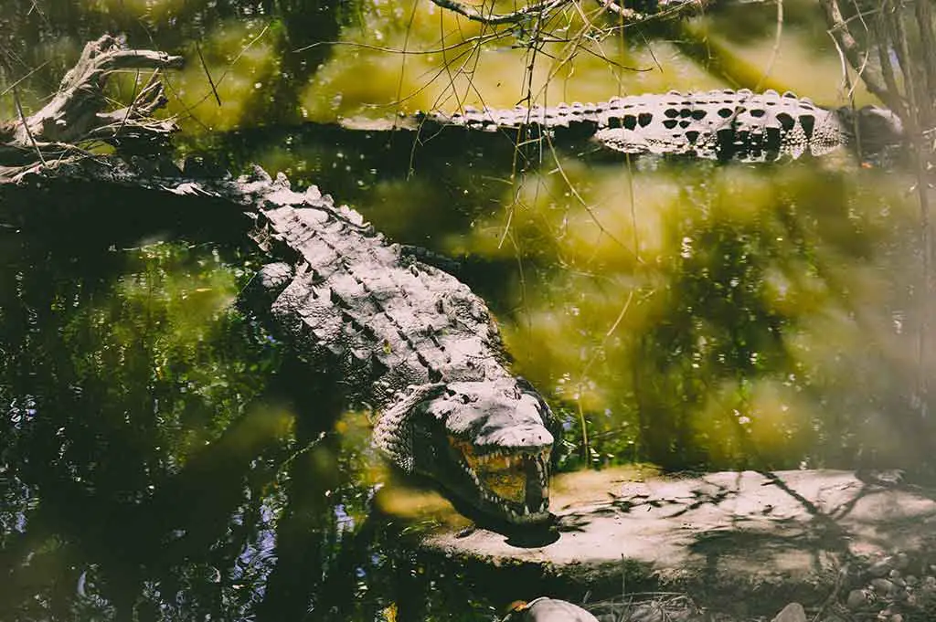 Gefährliche Tiere Australien Salzwasserkrokodil