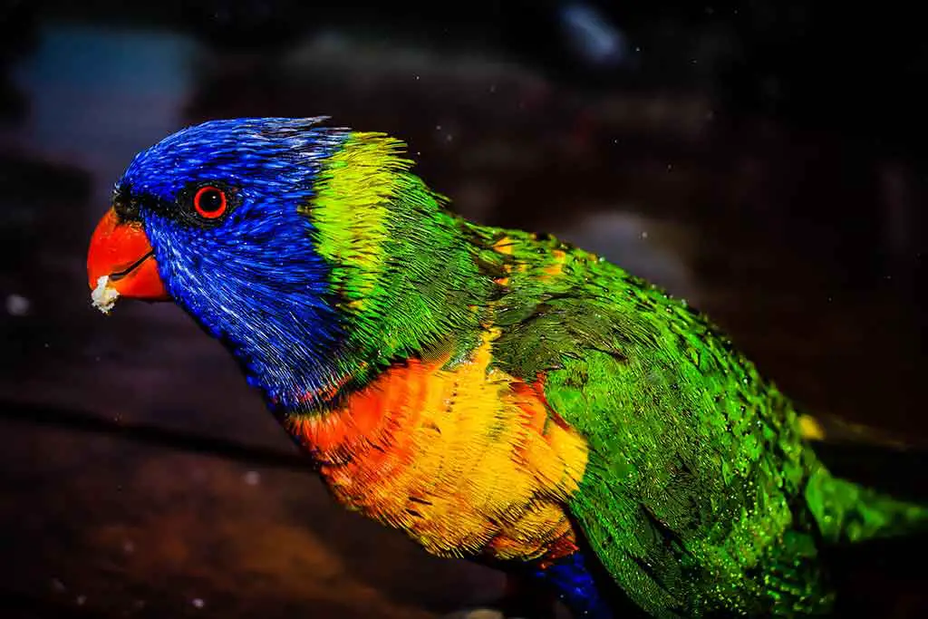 Vögel Australien Lorikeet ein schöner australischer Vogel