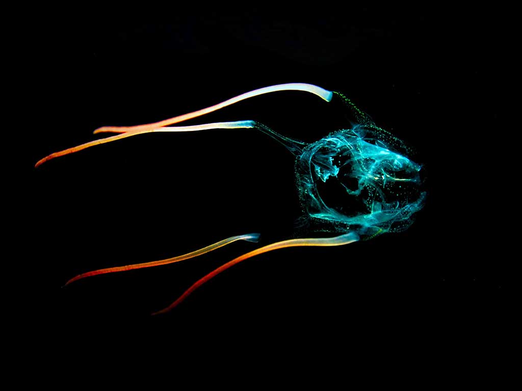 Australien gefährliche Tiere Würfelqualle