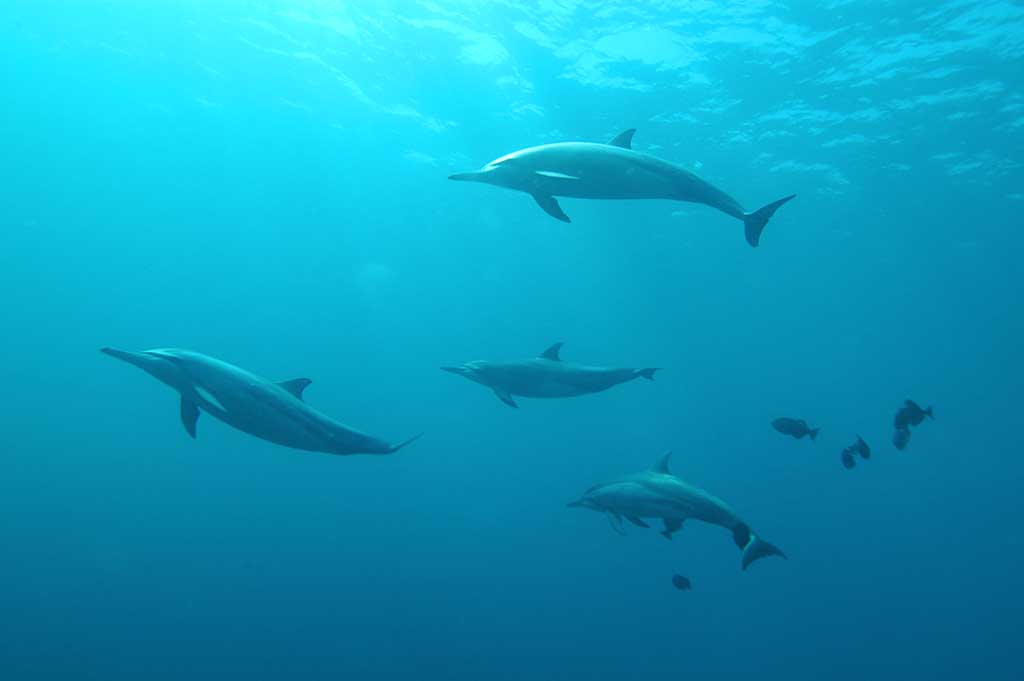 Kanarische Inseln Urlaubsorte Tauchen Delfine El Hierro