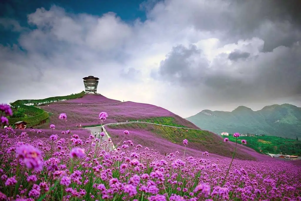 China Landschaft lila Blumen Felder Tongzi Guizhou
