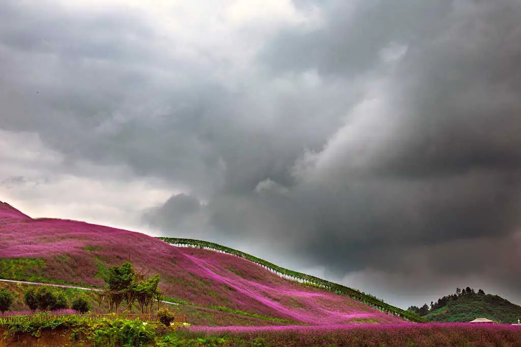China Natur Blumenfelder Tonxi in Guizhou