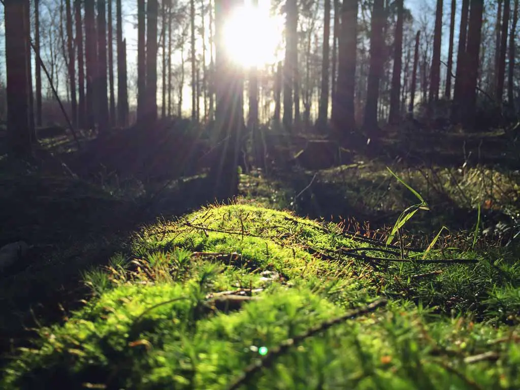 Reiseziele Dänemark Nationalpark Urwald