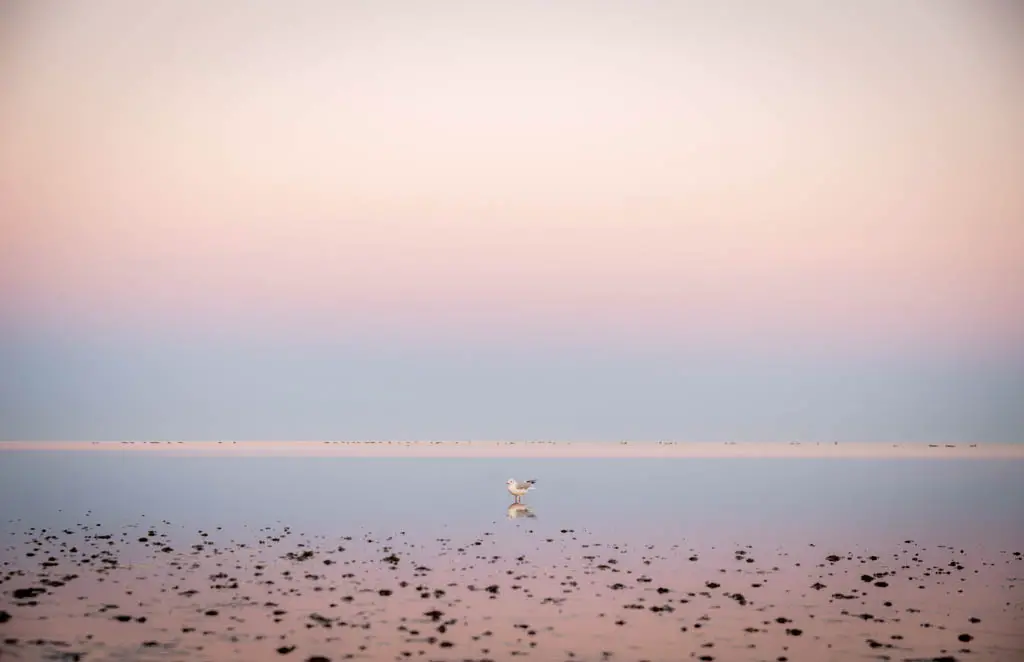 Wattenmeer Urlaub in Dänemark