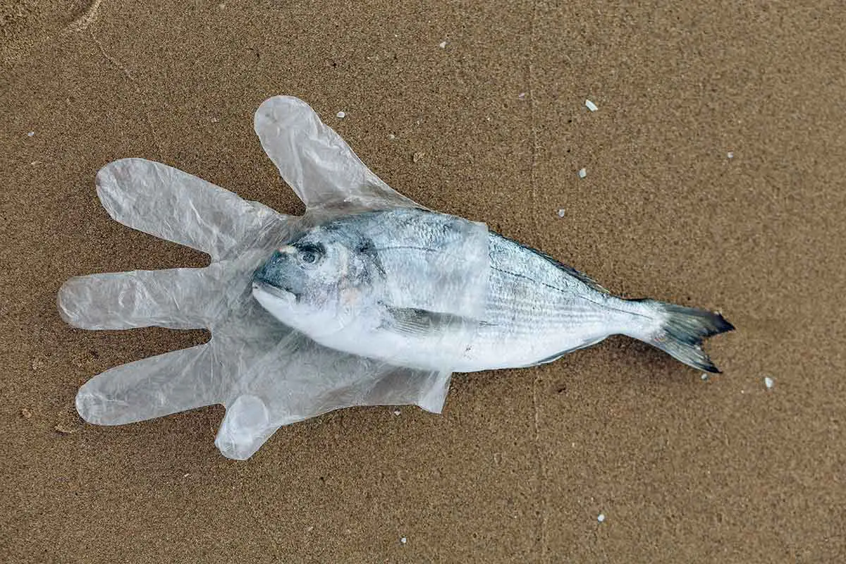 Meeresverschmutzung durch Plastikmüll