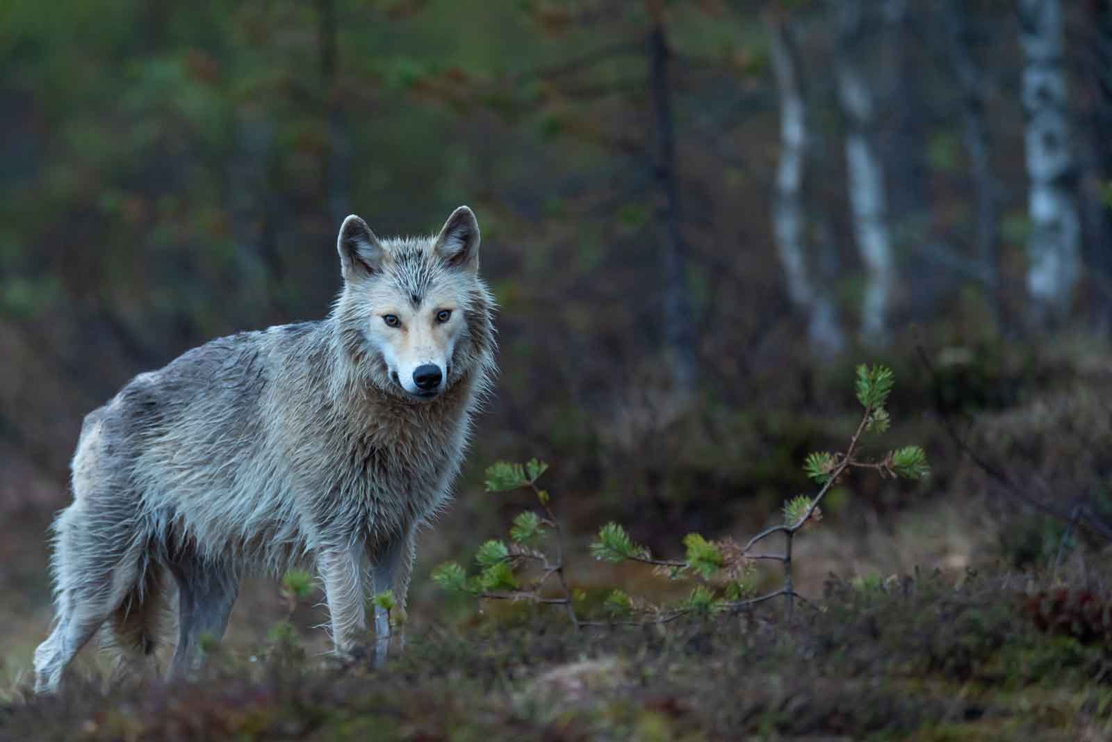 Tiere in Deutschland Wolf